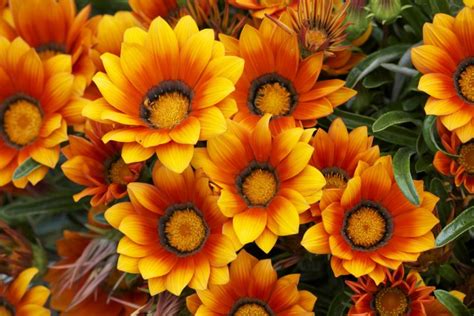 Spanish flowers - Learn about the beauty and meaning of the Spanish flowers, from the red …